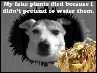 Wish dead plant.jpg