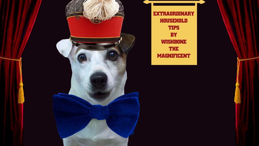 Wishbone the Magnificent.jpg