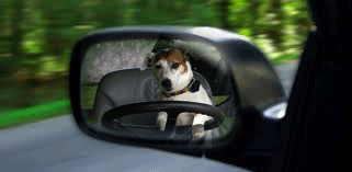 Wishbone-Side-Mirror.gif