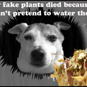 Wish dead plant.jpg