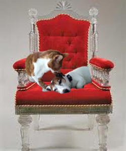 Wishbone and Cat on throne.jpg