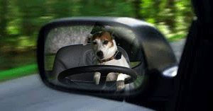 Wishbone-Side-Mirror.gif