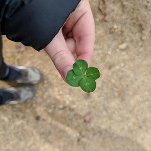 Georgia NC Tennessee 4 leaf clovers.jpg